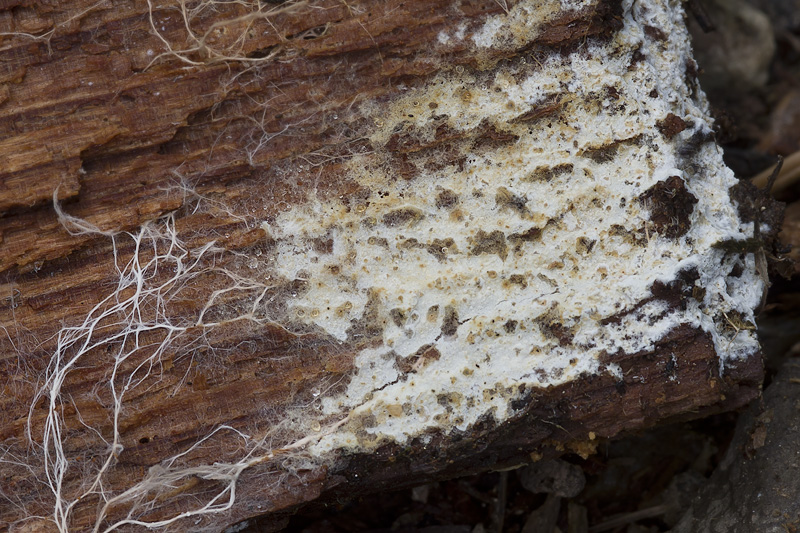 Leptosporomyces fuscostratus